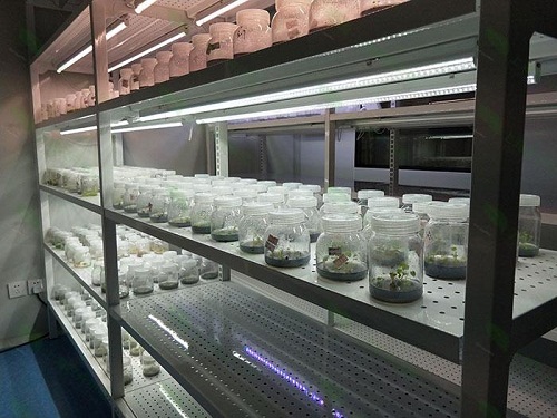 白城植物组织培养实验室设计建设方案